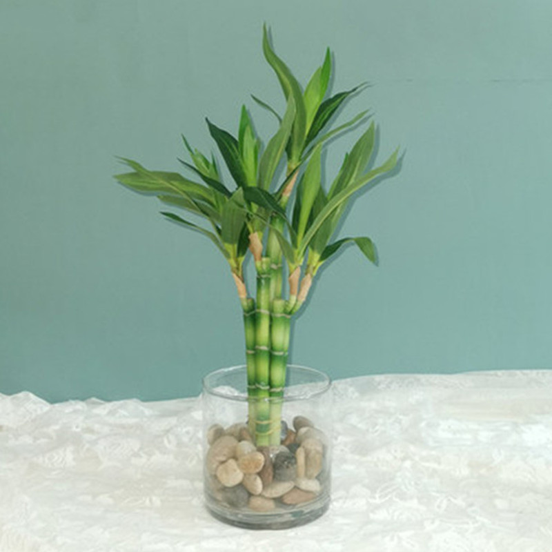 Desk Setup Plant - Nuovo 40 cm rFtificial Lucky Bamboo